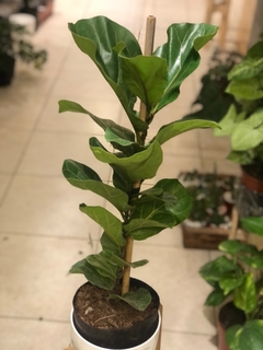 FICUS PANDURATA - comprar online