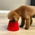 Pote de Ração Vermelho Alto para Cachorro Pequeno 500ml na internet