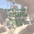 Banner de Helecho