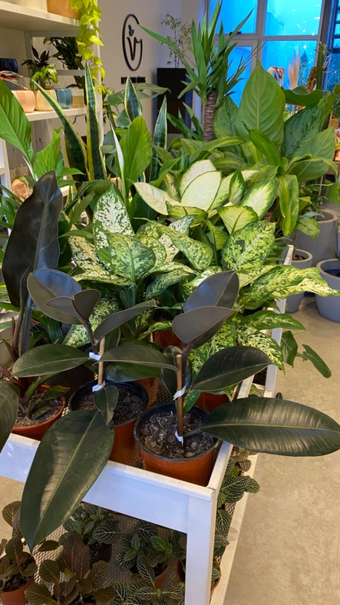 PLANTAS MEDIANAS