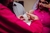 1 Vela Revela Mensagem Personalizada - MIMSAY