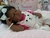 Bebê Emily - comprar online