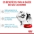 Ração - Royal Canin Mini Indoor Puppy - 2,5KG na internet