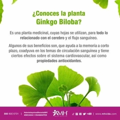 MH GINKGO BILOBA(MEGAHEALTH) en internet