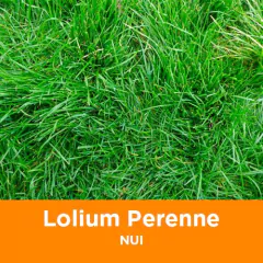 Rye Grass Peremne * 25 kg