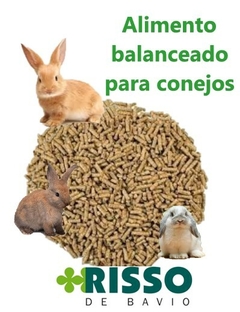 conejo