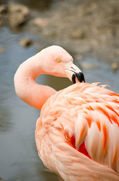 Cuadro Flamingo Ave Animal Beach Playa Exotico #1