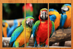 Cuadro Triptico Aves Loro Guacamayos Selva Plumas #6
