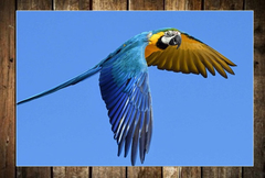 Cuadro Guacamayo Pajaro Aves Loro Selva Colores #2