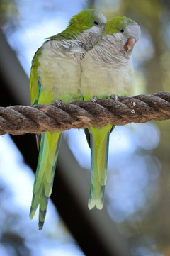 Cuadro Loro Animal Salvaje Fauna Naturaleza Color #2