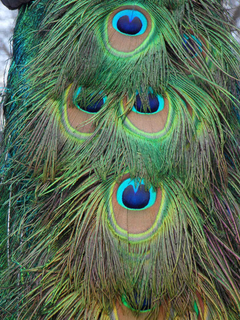 Cuadro Pavo Real Animal Naturaleza Peacock Color #5