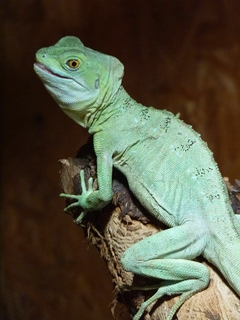 Cuadro Camaleon Reptil Iguana M10