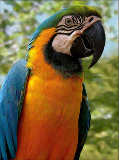 Cuadro Guacamayo Loro Animal Salvaje Fauna Ave #2