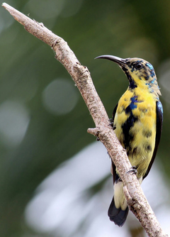 Cuadro Colibri Hummingbird Ave Naturaleza Animal #2