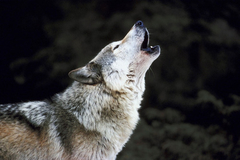 Cuadro Lobo Aullando Canino Animal