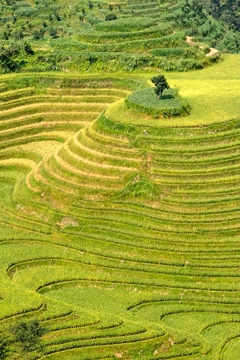 Cuadro Arroz Food Planta Campo M1