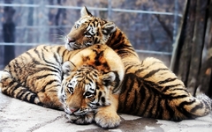 Cuadro Tigre Amor Familia Felino M4