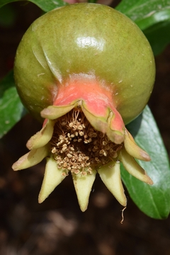 Cuadro Granada Pomegranate Fruta Tropical Exotica M6