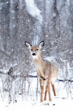 Cuadro Nieve Blanco Arboles Naturaleza M8