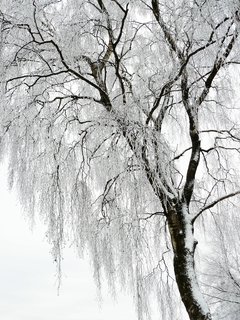 Cuadro Nieve Blanco Arboles Naturaleza M7