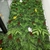 Jardim Vertical com Flores na internet