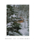 Quadro Decorativo Snow Cabin II - Rovie