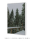 Imagem do Quadro Decorativo Snowy Pines I