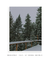 Quadro Decorativo Snowy Pines I - Rovie