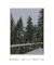 Imagem do Quadro Decorativo Snowy Pines I