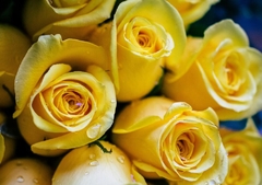 Canasta con rosas - Floreria Casa Blanca