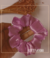 scrunchies de cetim