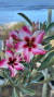Rosa do Deserto- Rl 19 - comprar online