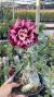Rosa do Deserto- ADV 261 - comprar online
