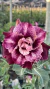 Rosa do Deserto- ADV 261