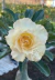 Rosa do Deserto- ADV 313
