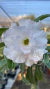 Rosa do Deserto- ADV 318 - comprar online
