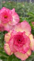 Rosa do Deserto- ADV 338