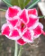 Rosa do Deserto- ADV 341 - comprar online
