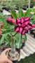 Rosa do Deserto- Black Lady - comprar online