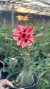 Rosa do Deserto- BRD 26 - comprar online