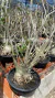 Arabicum Adulto