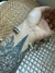 Bracelete Corda B na internet