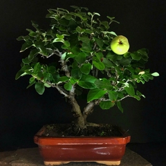 Membrillo flor y fruto 56 años - comprar online