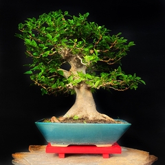 Celtis australis 76 años - comprar online