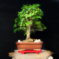Celtis australis 47 años - comprar online