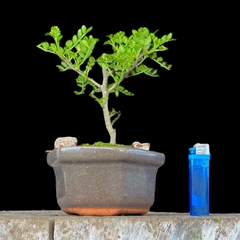 Osteomeles flor 8 años - comprar online
