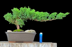 Juniperus enebro 17 años - comprar online