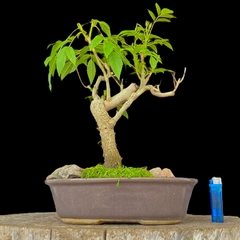 Duranta flor y fruto 21 años - comprar online