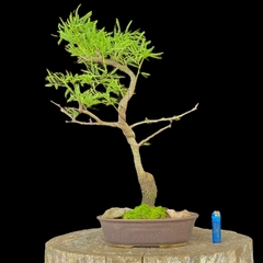 Espinillo flor 26 años - comprar online