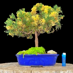 Juniperus disciplinado 19 años - comprar online